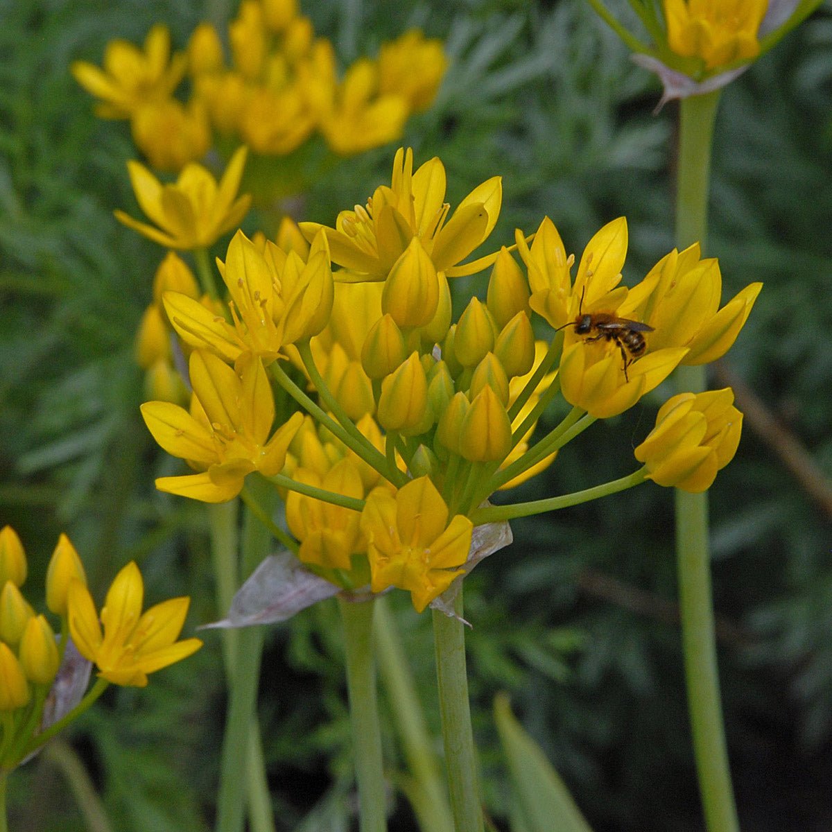 Allium moly Jeannine - Alliums - Fluwel