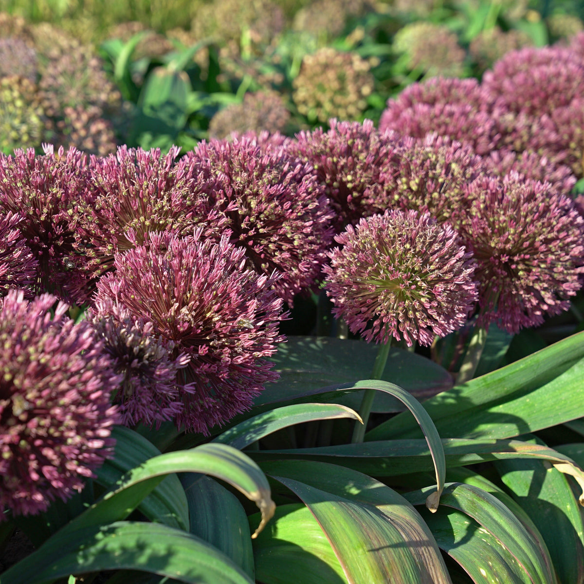 Allium Red Giant - Alliums - Fluwel