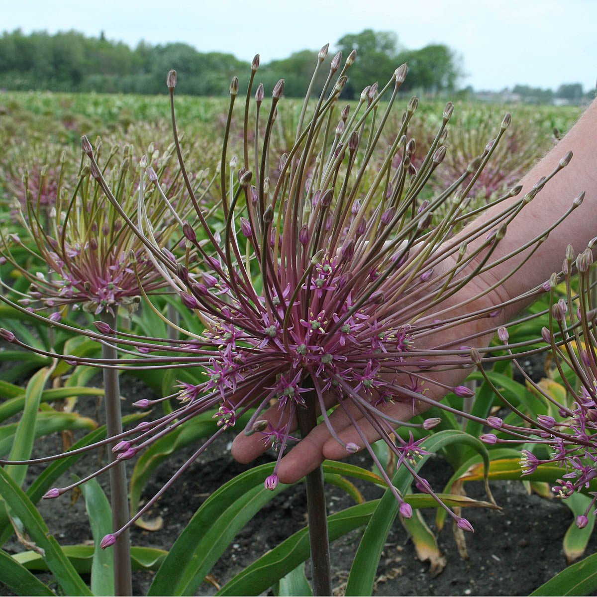 Allium schubertii - Alliums - Fluwel