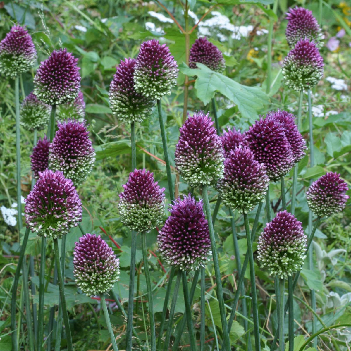 Allium sphaerocephalon - Alliums - Fluwel