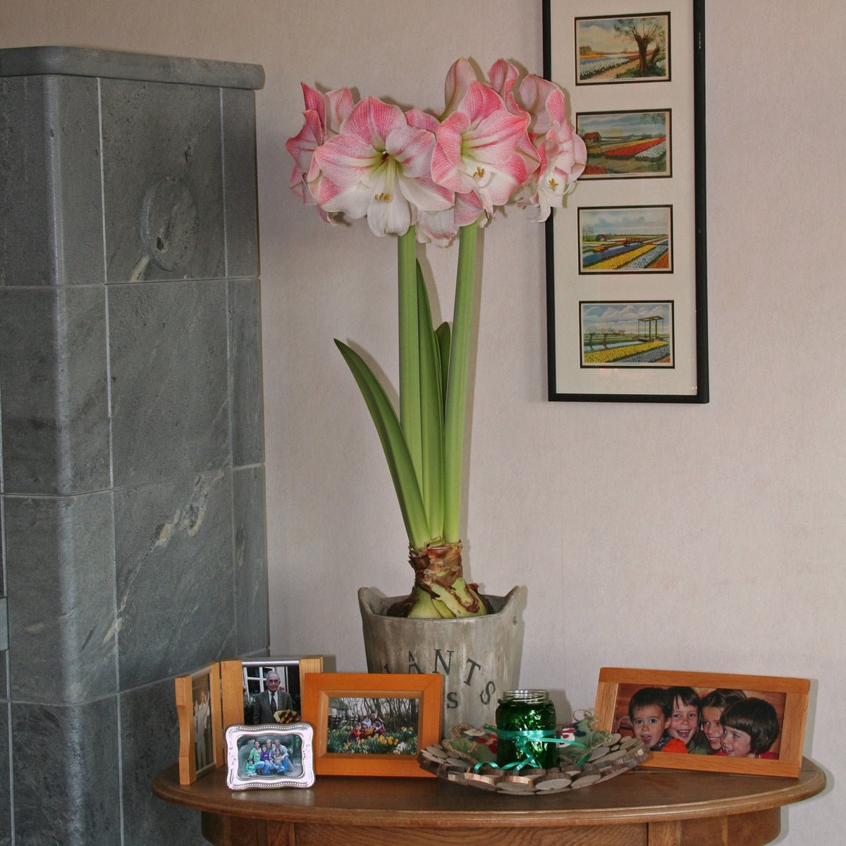 Amaryllis Apple Blossom - Amaryllis - Fluwel