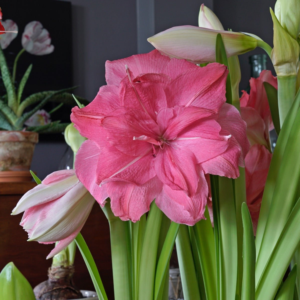 Amaryllis Candy Nymph - Amaryllis - Fluwel