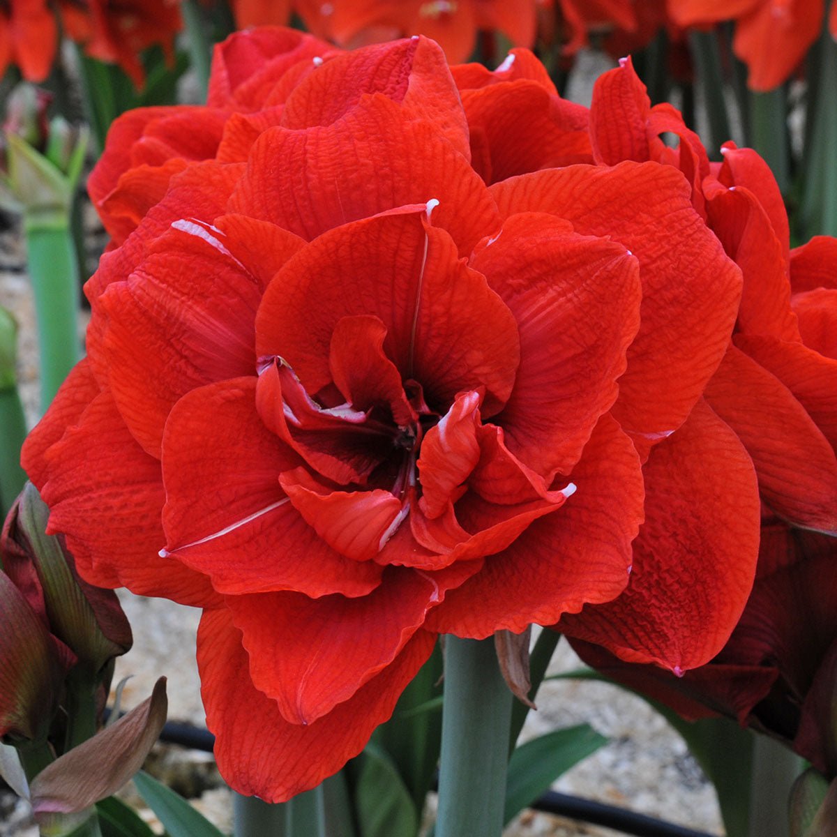 Amaryllis Cherry Nymph - Amaryllis - Fluwel