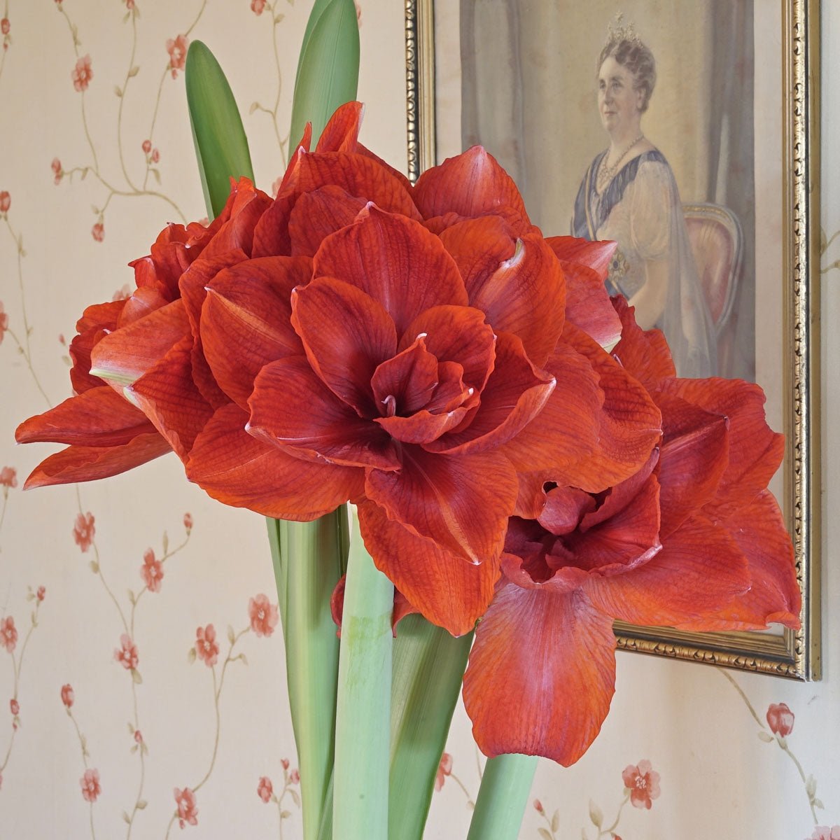 Amaryllis Cherry Nymph - Amaryllis - Fluwel