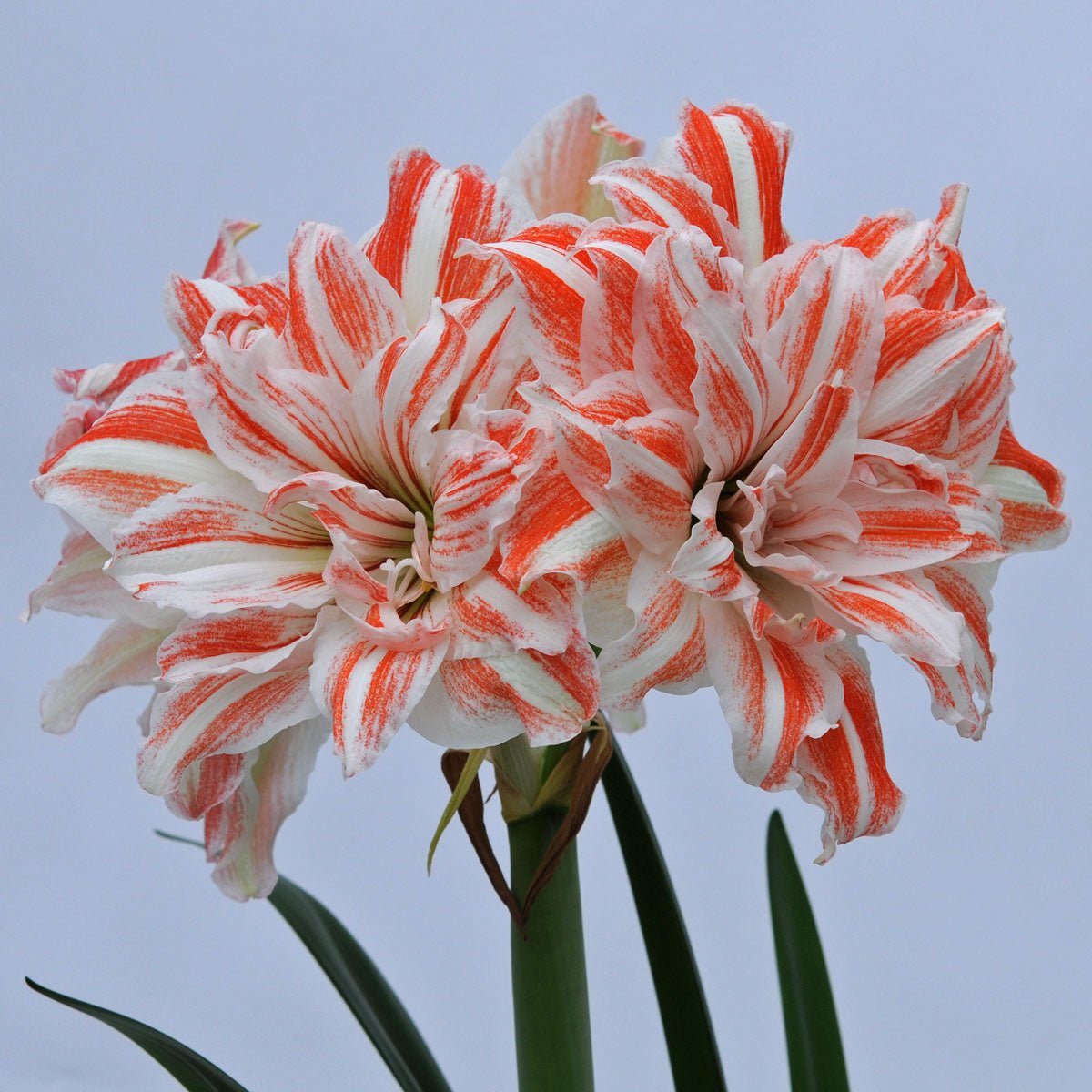 Amaryllis Dancing Queen - Amaryllis - Fluwel
