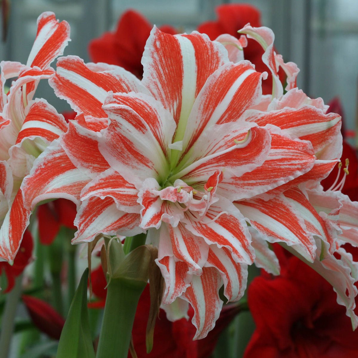 Amaryllis Dancing Queen - Amaryllis - Fluwel