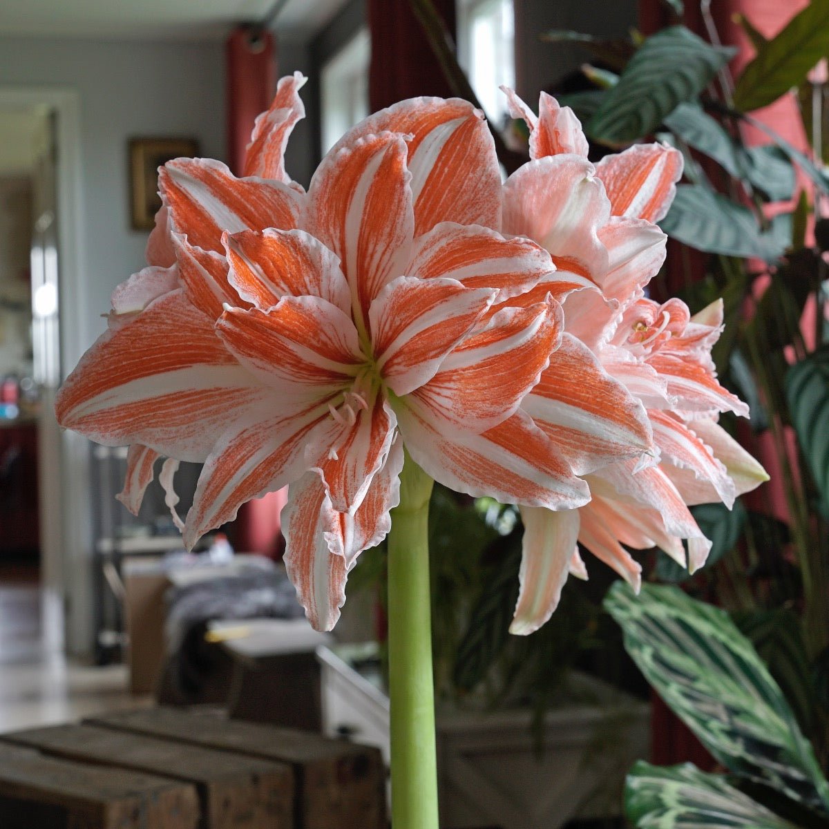 Amaryllis Dancing Queen - Amaryllis - Fluwel