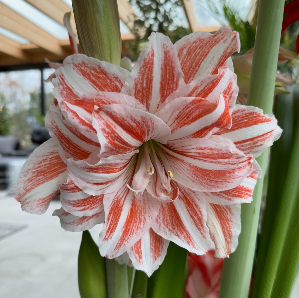 Amaryllis Dancing Queen - Amaryllis - Fluwel