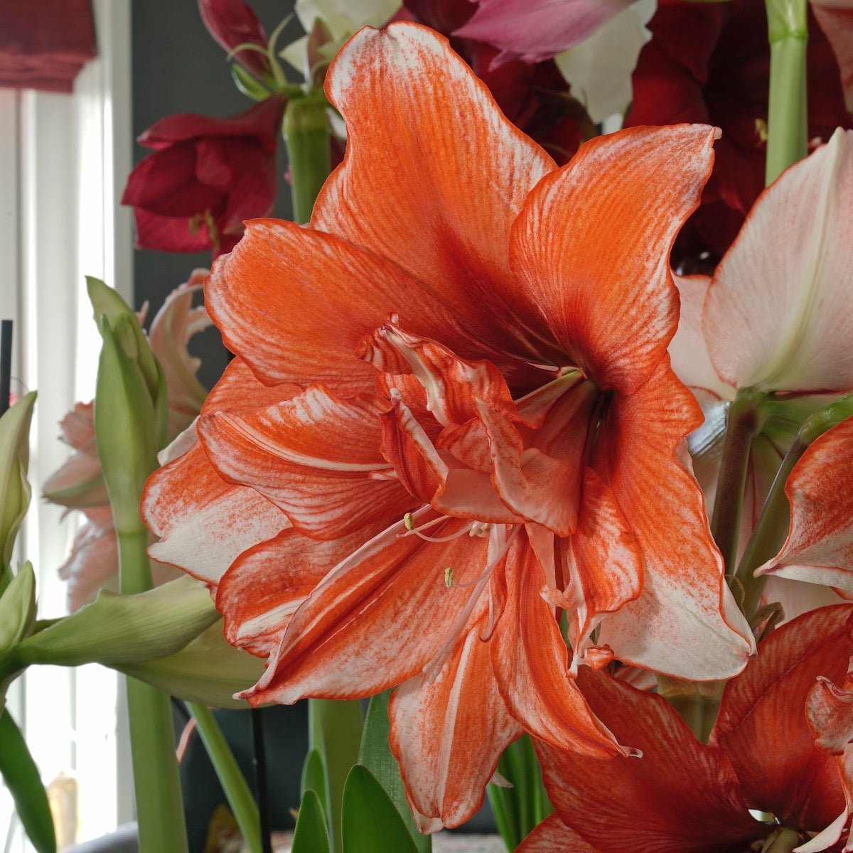 Amaryllis Flamed Amadeus - Amaryllis - Fluwel