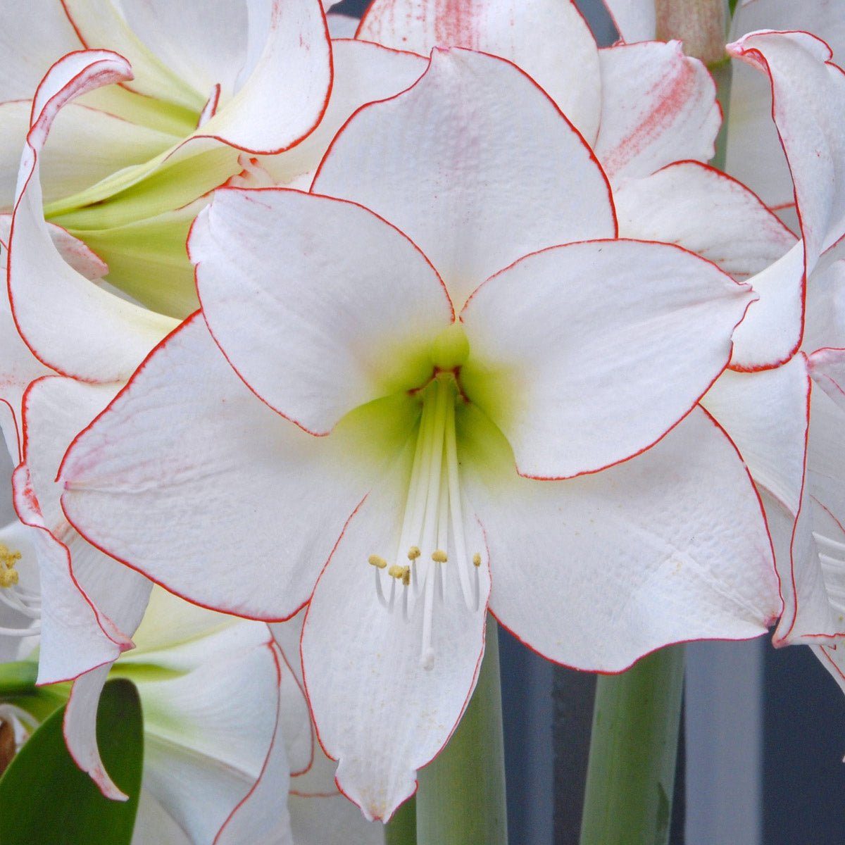 Amaryllis Picotee - Amaryllis - Fluwel