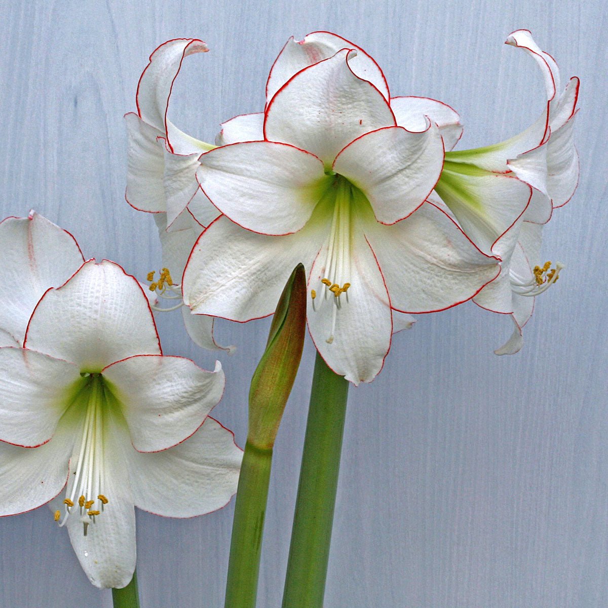 Amaryllis Picotee - Amaryllis - Fluwel