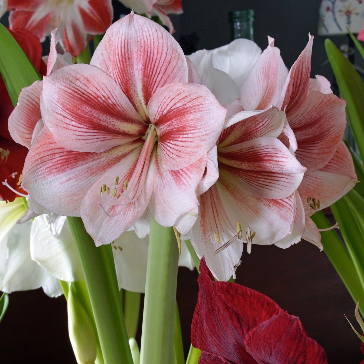Amaryllis Provence - Amaryllis - Fluwel