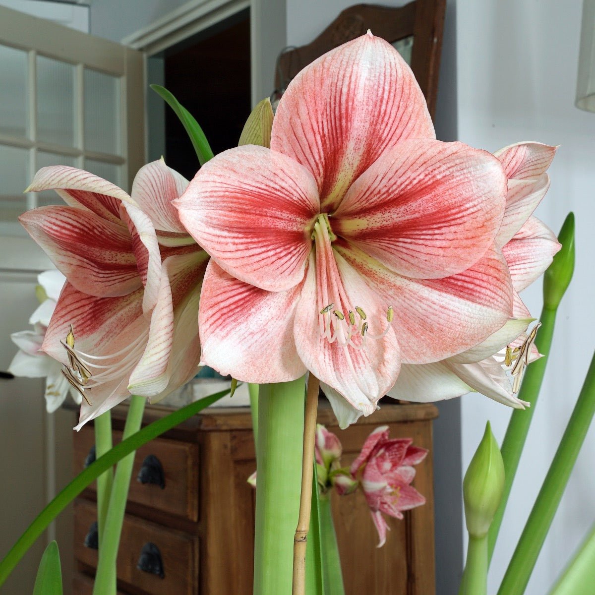 Amaryllis Provence - Amaryllis - Fluwel