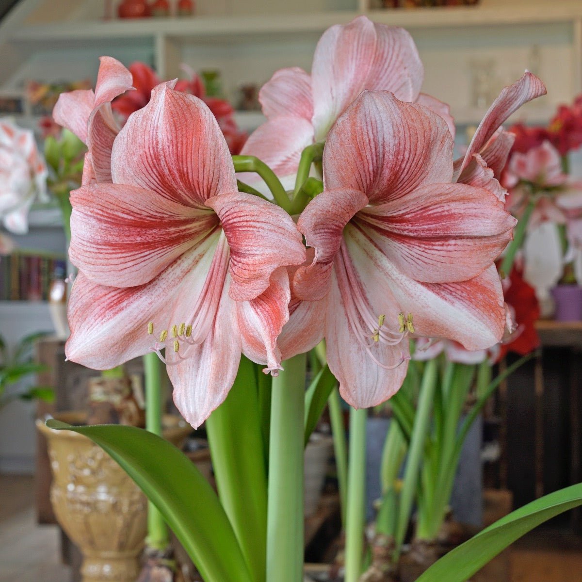 Amaryllis Provence - Amaryllis - Fluwel