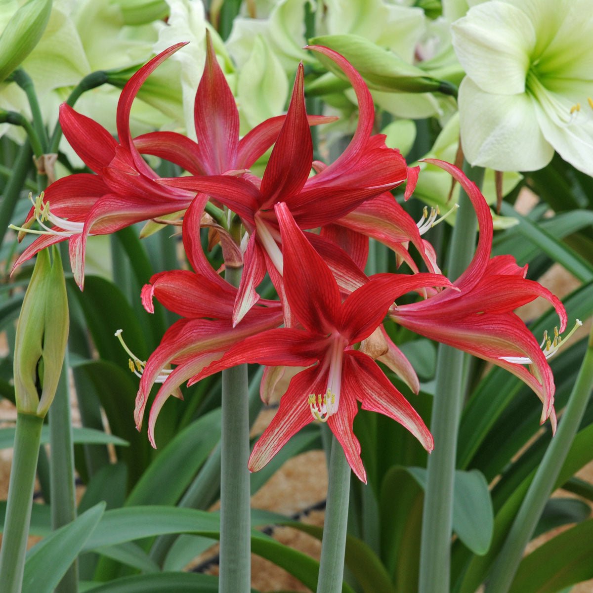 Amaryllis Quito - Amaryllis - Fluwel