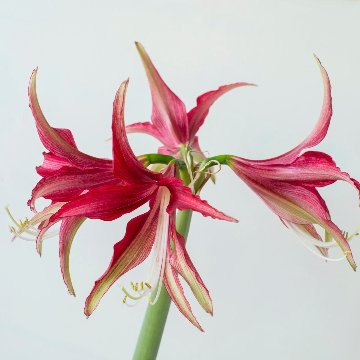 Amaryllis Quito - Amaryllis - Fluwel
