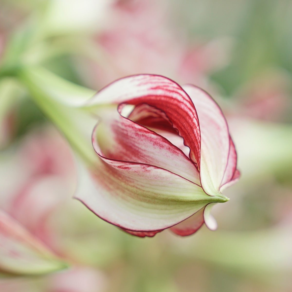 Amaryllis Santiago - Amaryllis - Fluwel