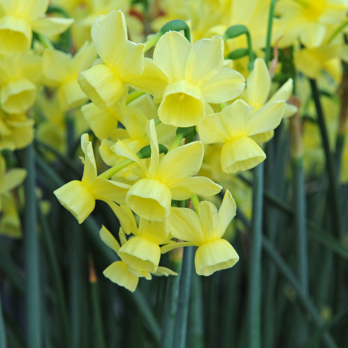Angel's Breath - Narcissus - Fluwel