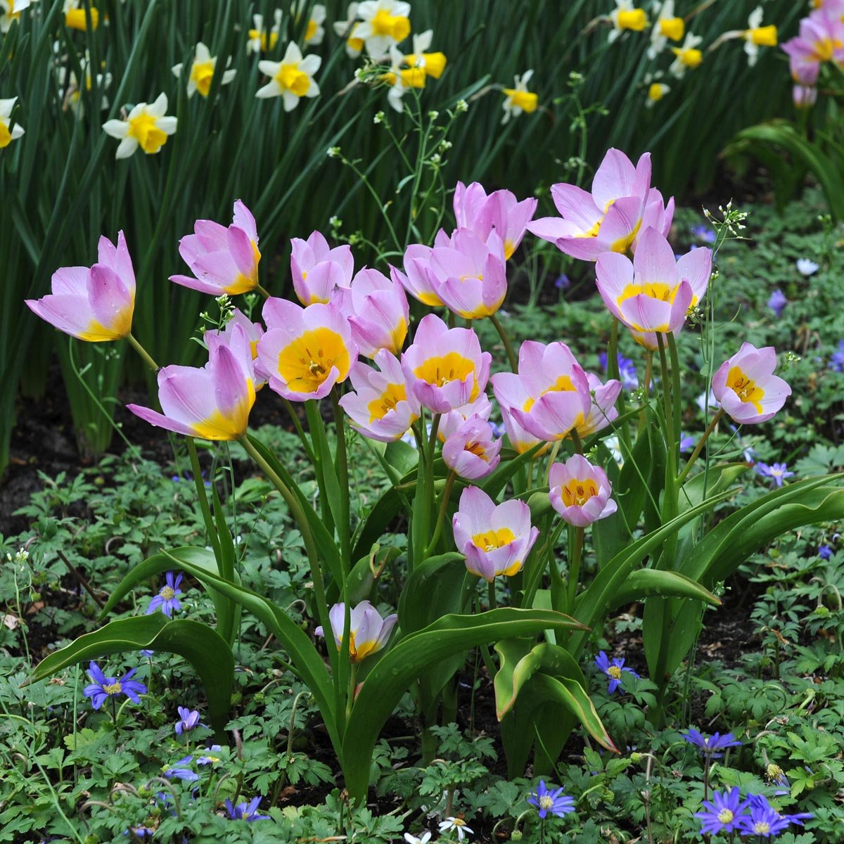 Bakeri Lilac Wonder - Tulips - Fluwel