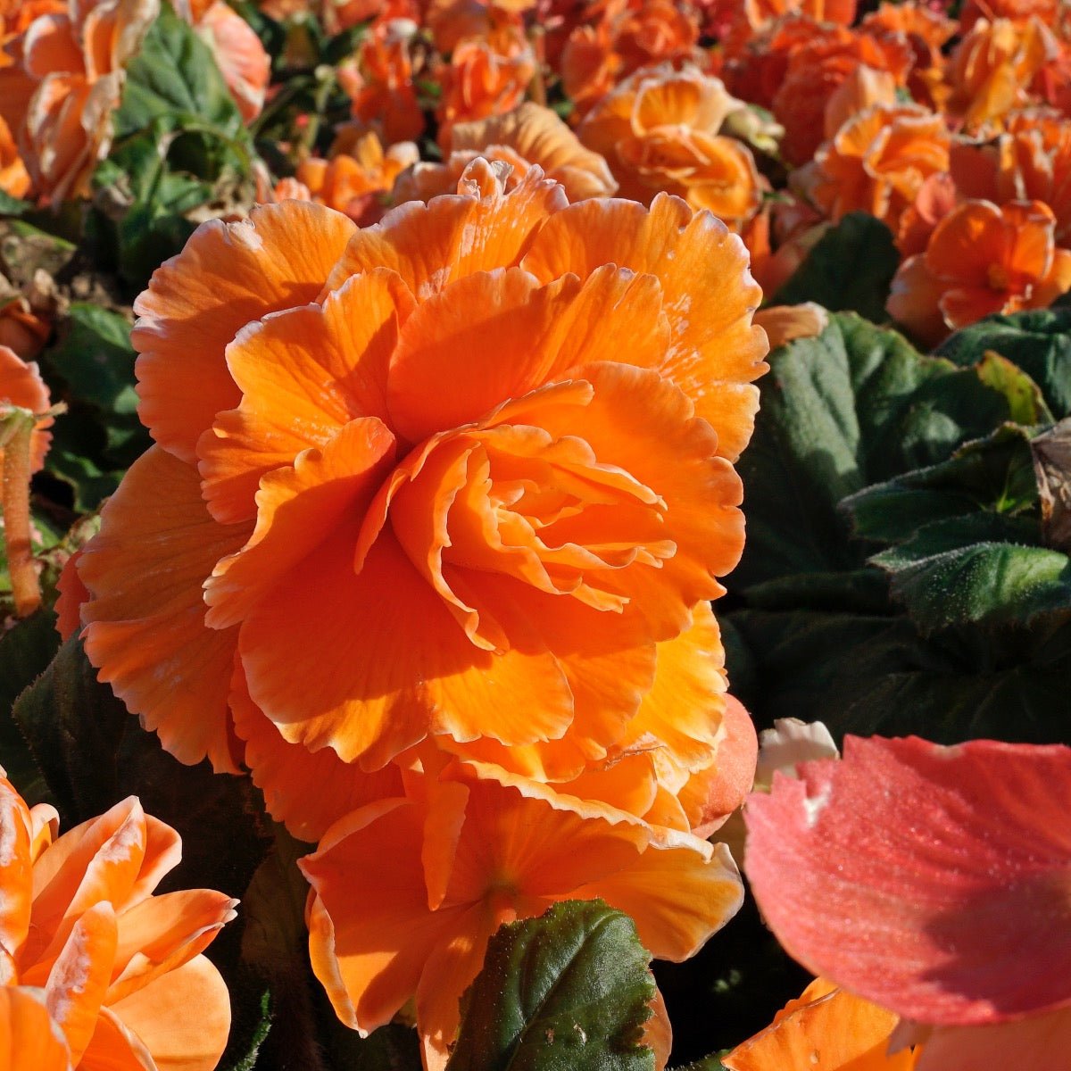 Begonia Lace Picotee Apricot - Begonias - Fluwel