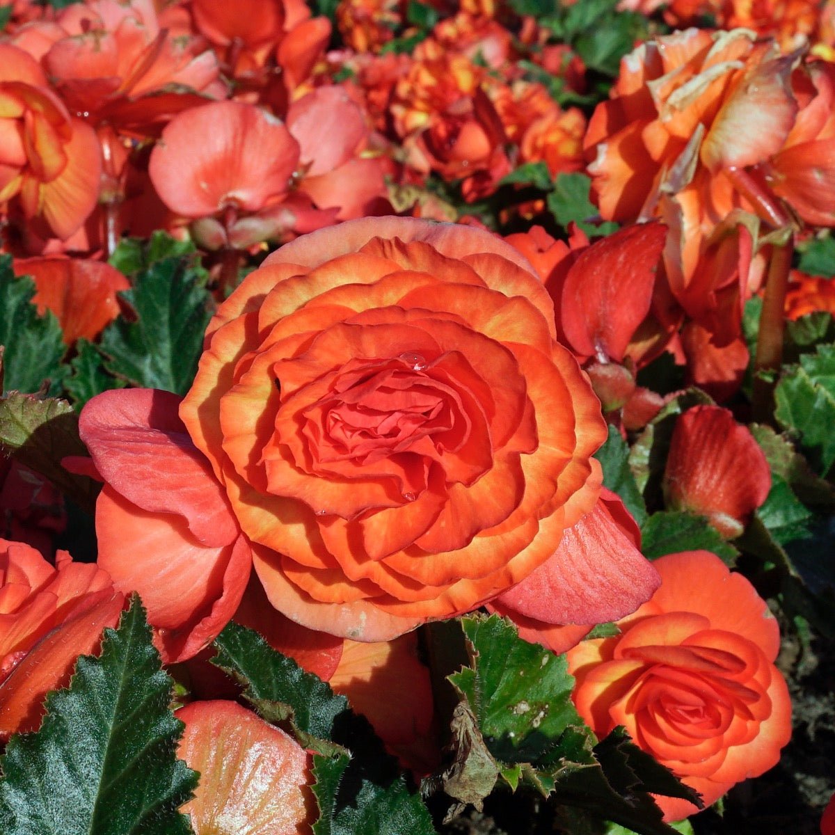 Begonia On Top Sunglow - Begonias - Fluwel