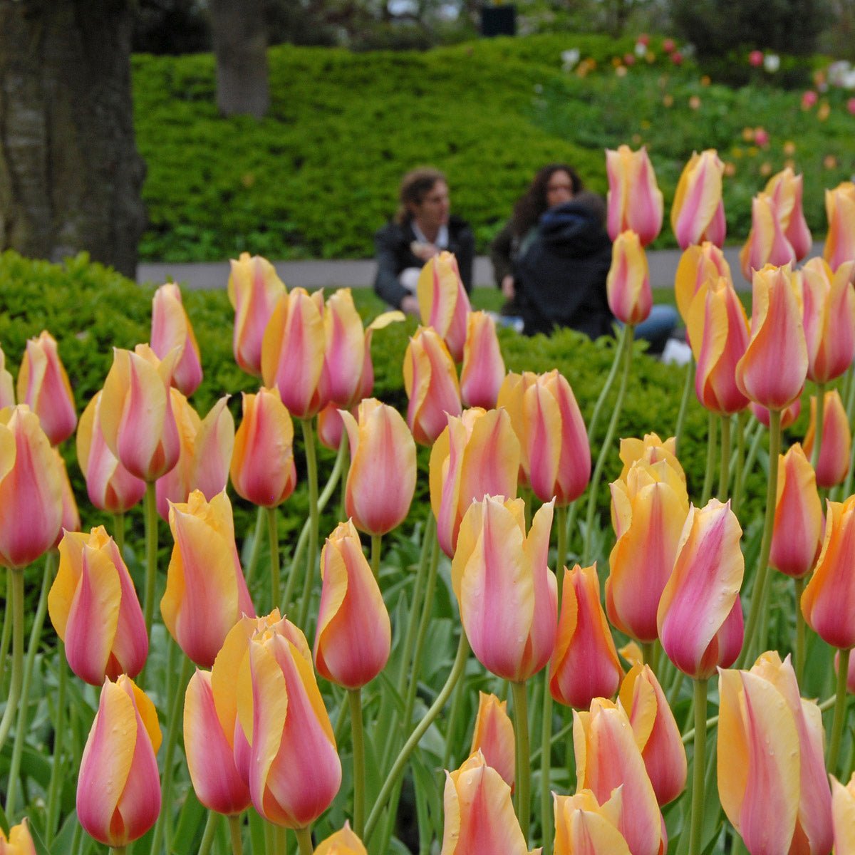 Blushing Lady - Tulips - Fluwel