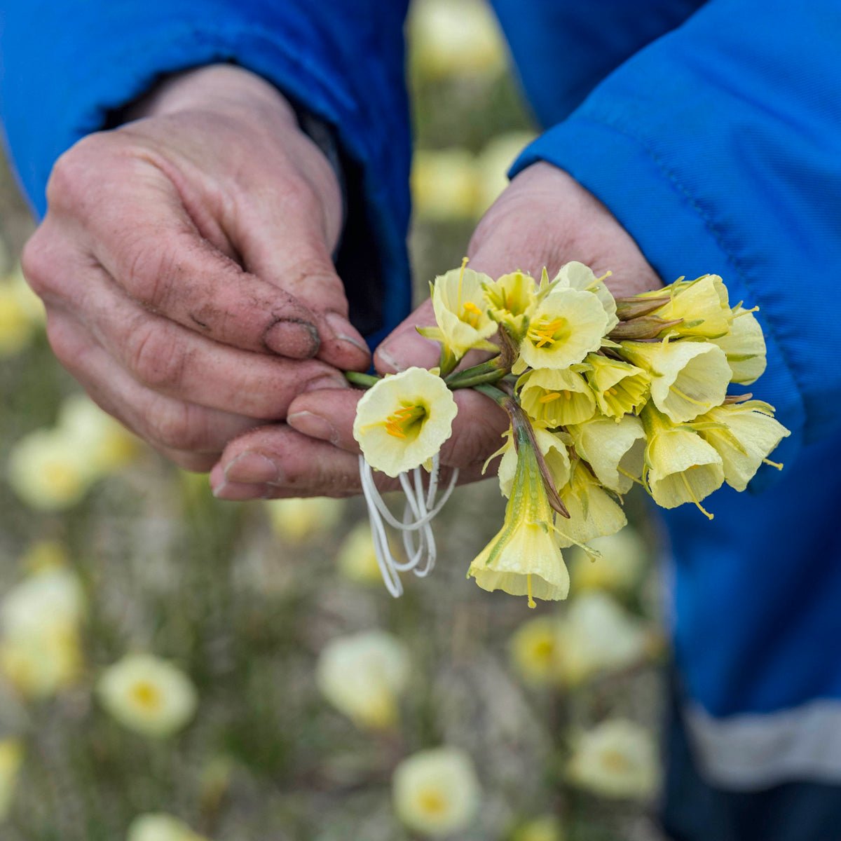 Bulbocodium Mary Poppins - Narcissus - Fluwel