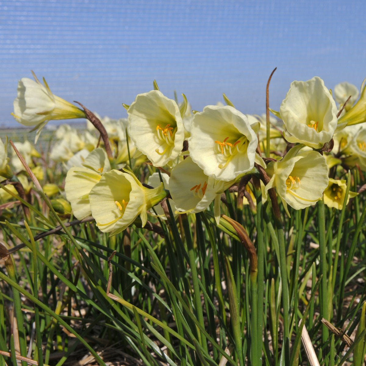 Bulbocodium Mary Poppins - Narcissus - Fluwel