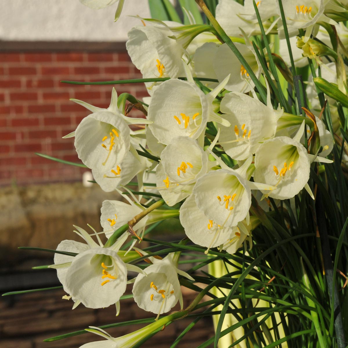 Bulbocodium Mary Poppins - Narcissus - Fluwel