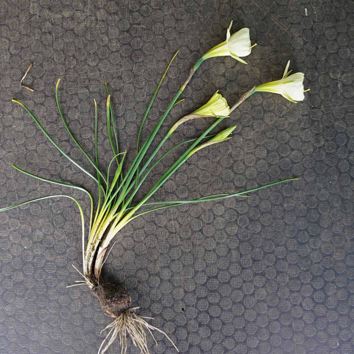 Bulbocodium Mary Poppins - Narcissus - Fluwel