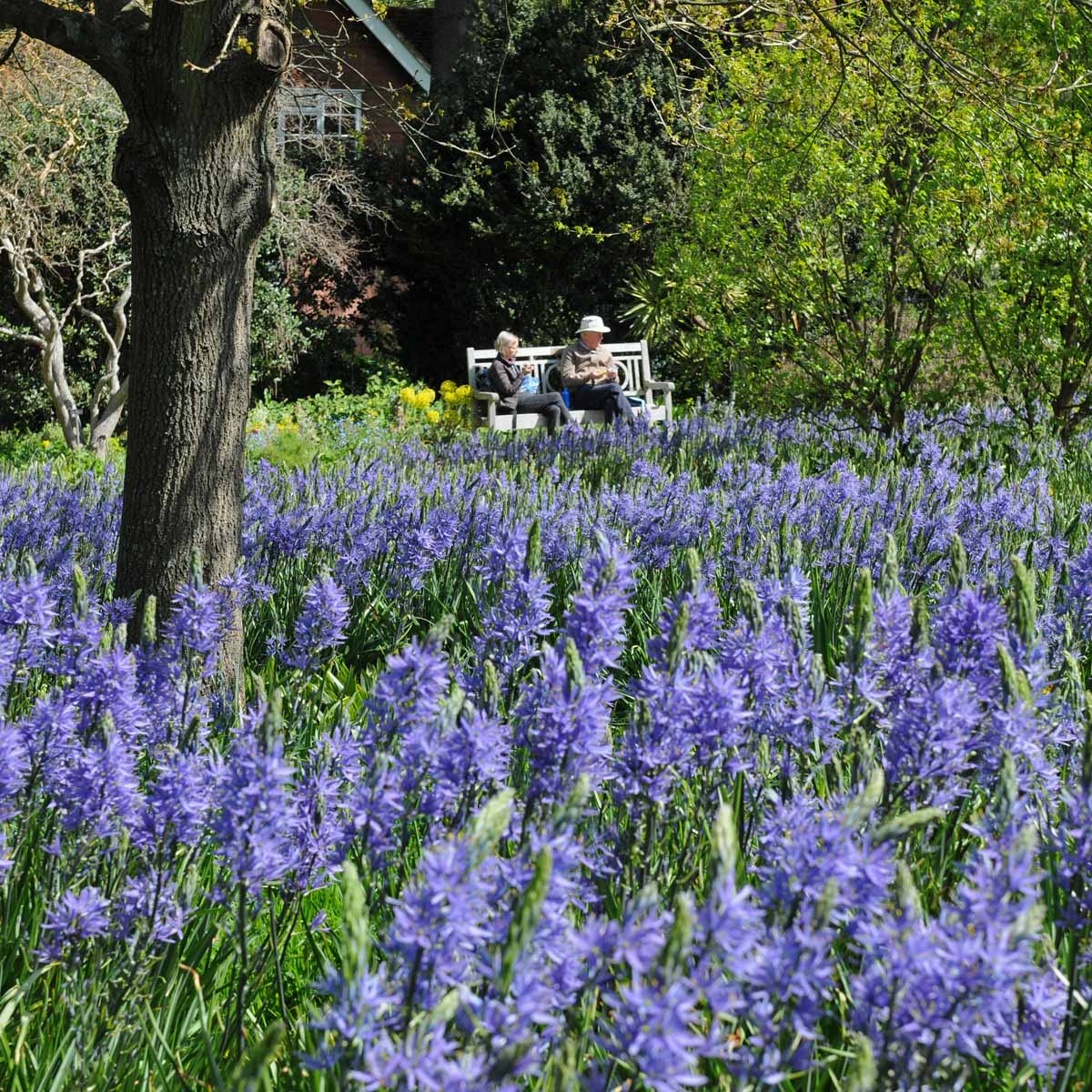 Camassia leichtlinii Blauwe Donau - Spring specialty bulbs - Fluwel
