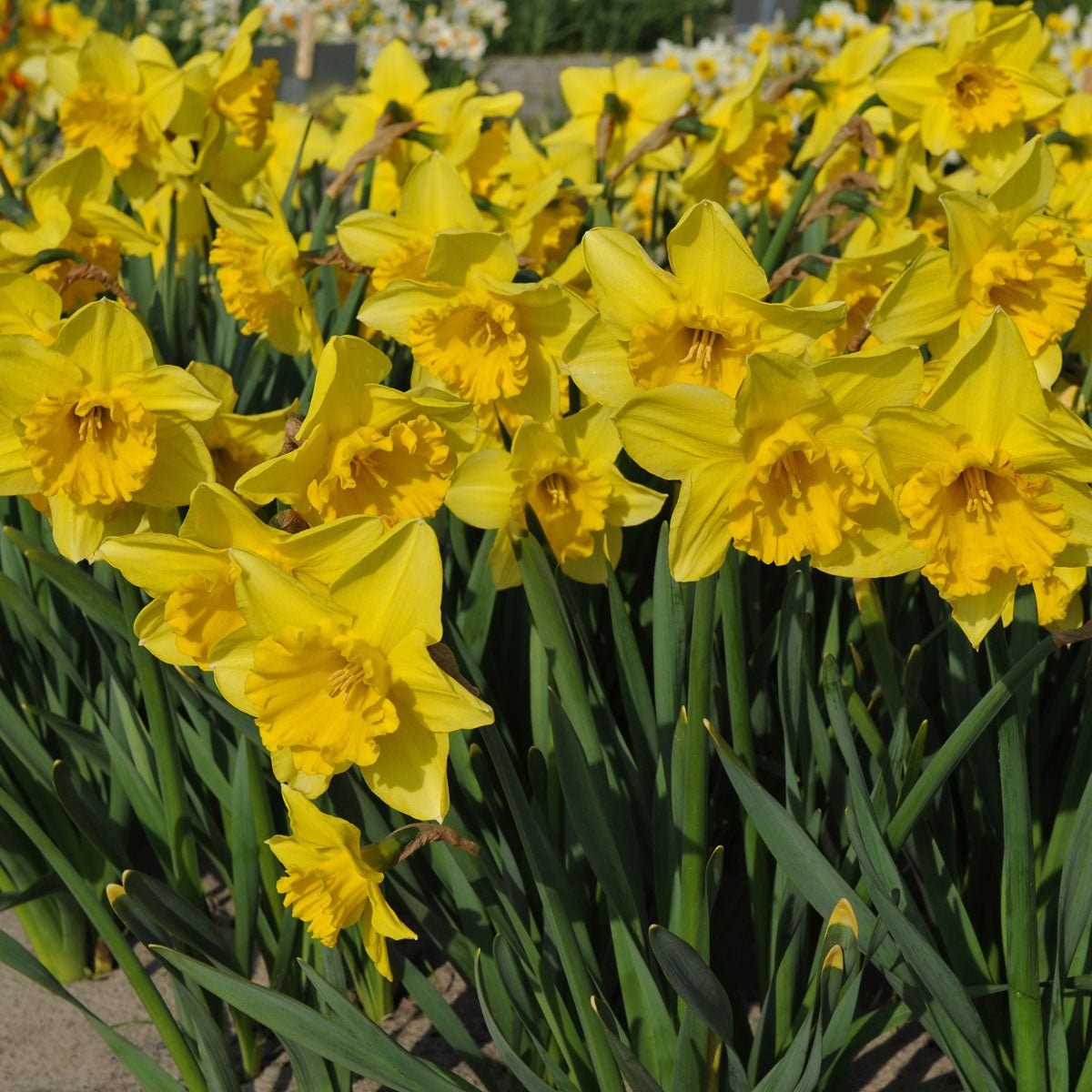 Carlton - Narcissus - Fluwel