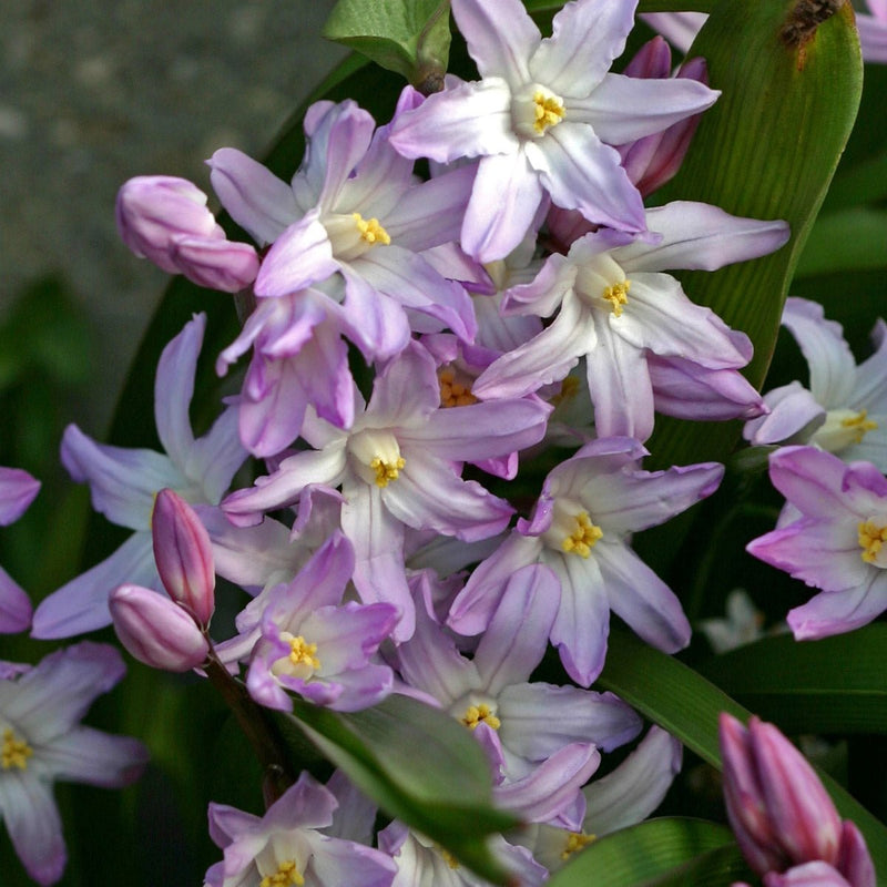 Chionodoxa (Scille)
