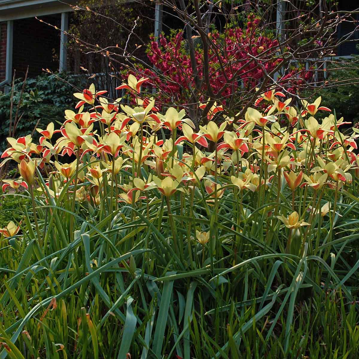 Clusiana Tinka - Tulips - Fluwel
