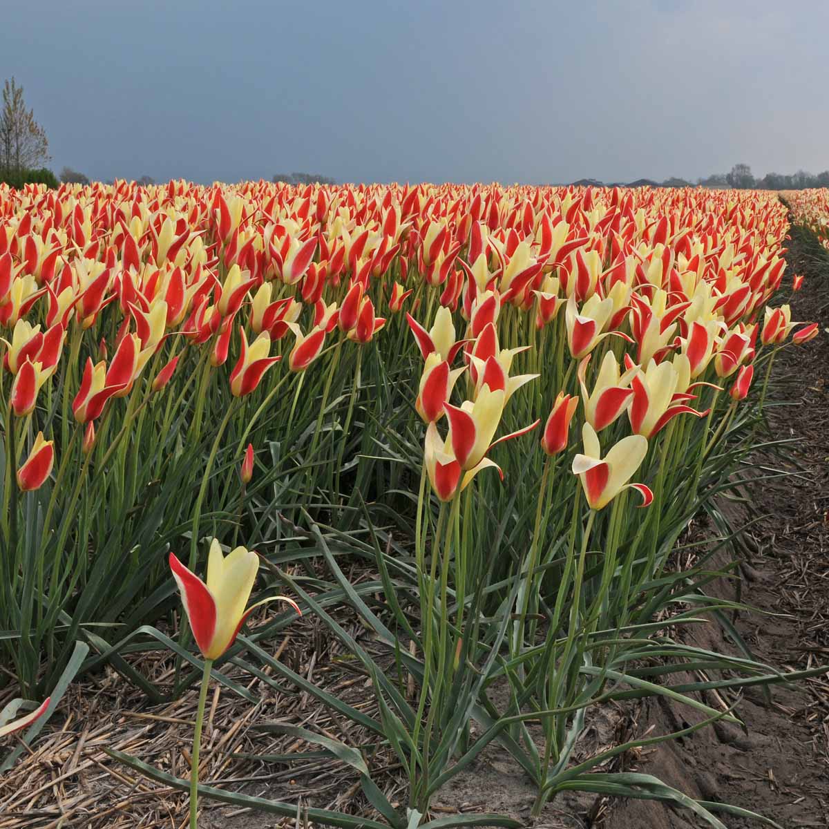 Clusiana Tinka - Tulips - Fluwel