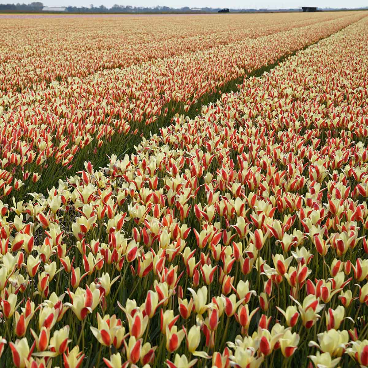 Clusiana Tinka - Tulips - Fluwel