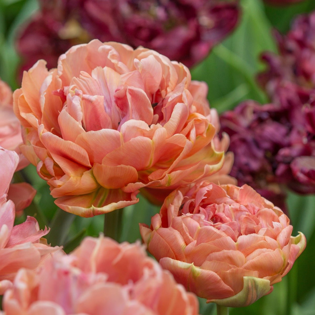 Copper Image - Tulips - Fluwel