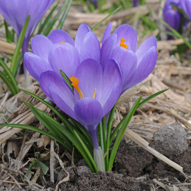 Crocus