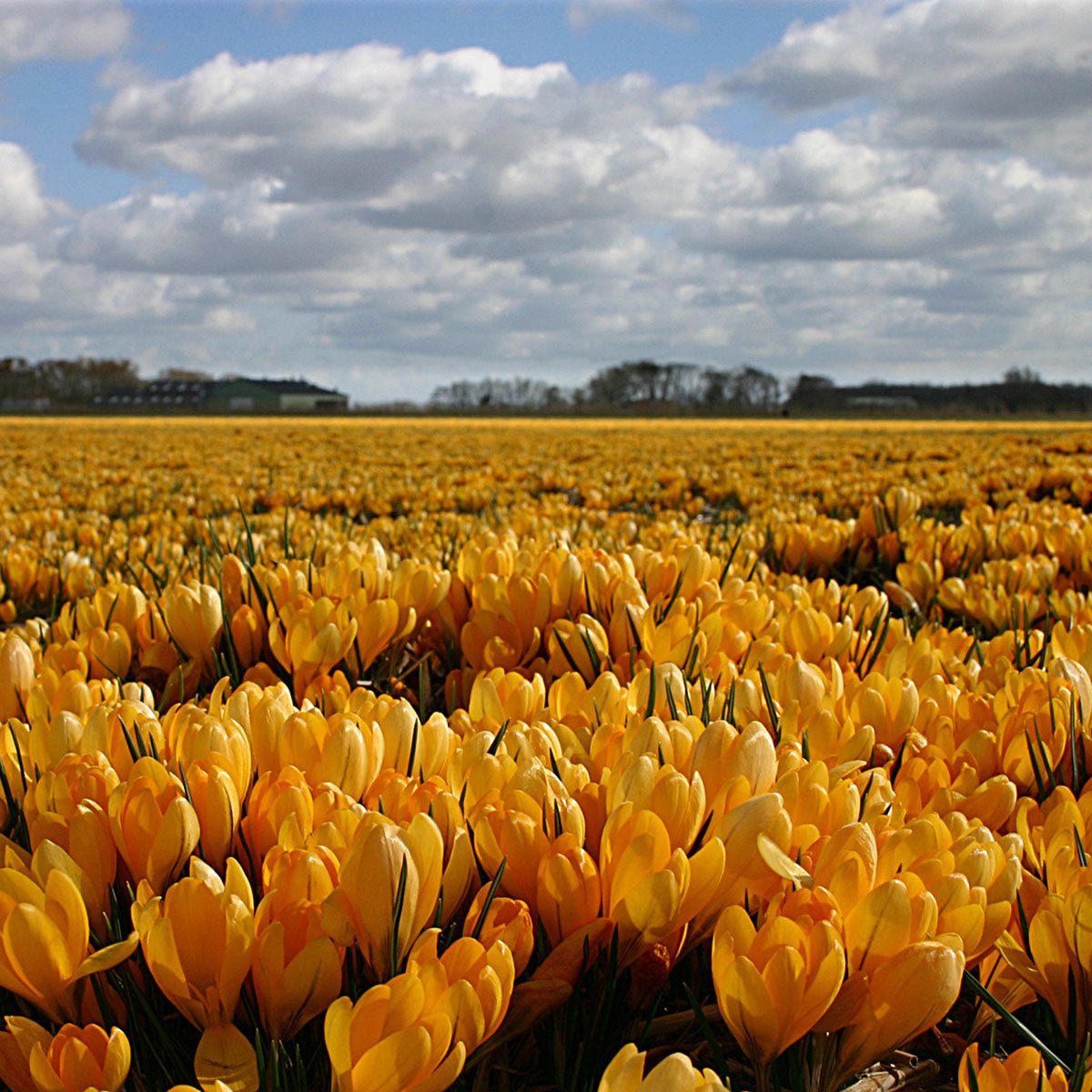 Crocus flavus Golden Yellow - Crocuses - Fluwel