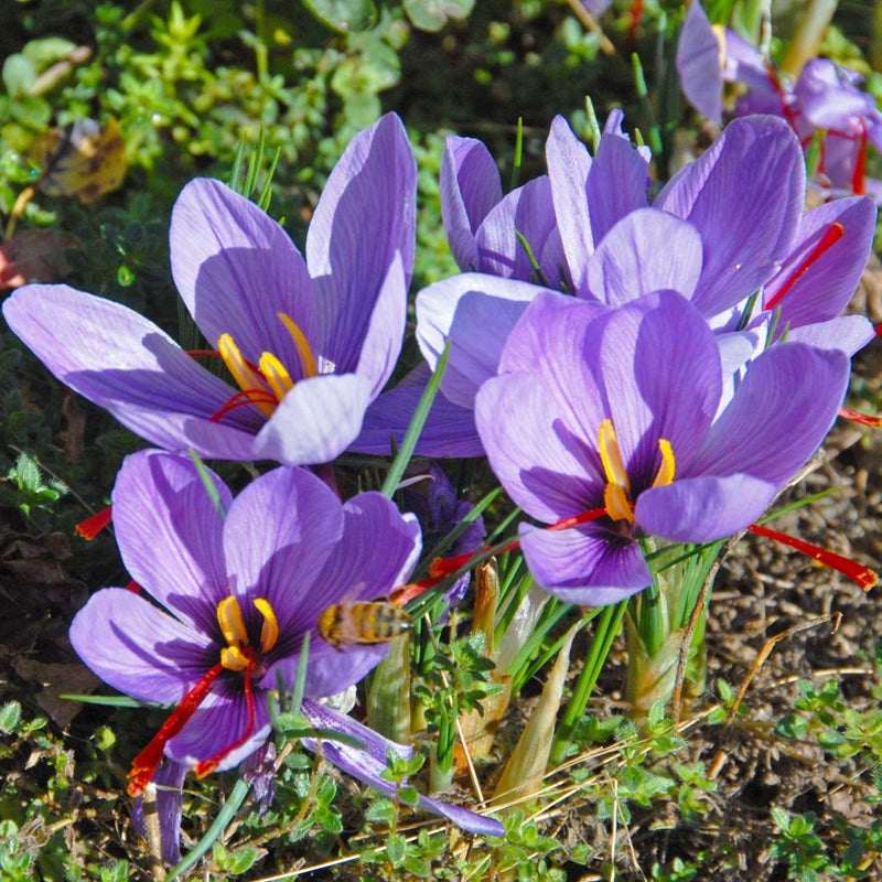 Crocus sativus (« Crocus Safran »)
