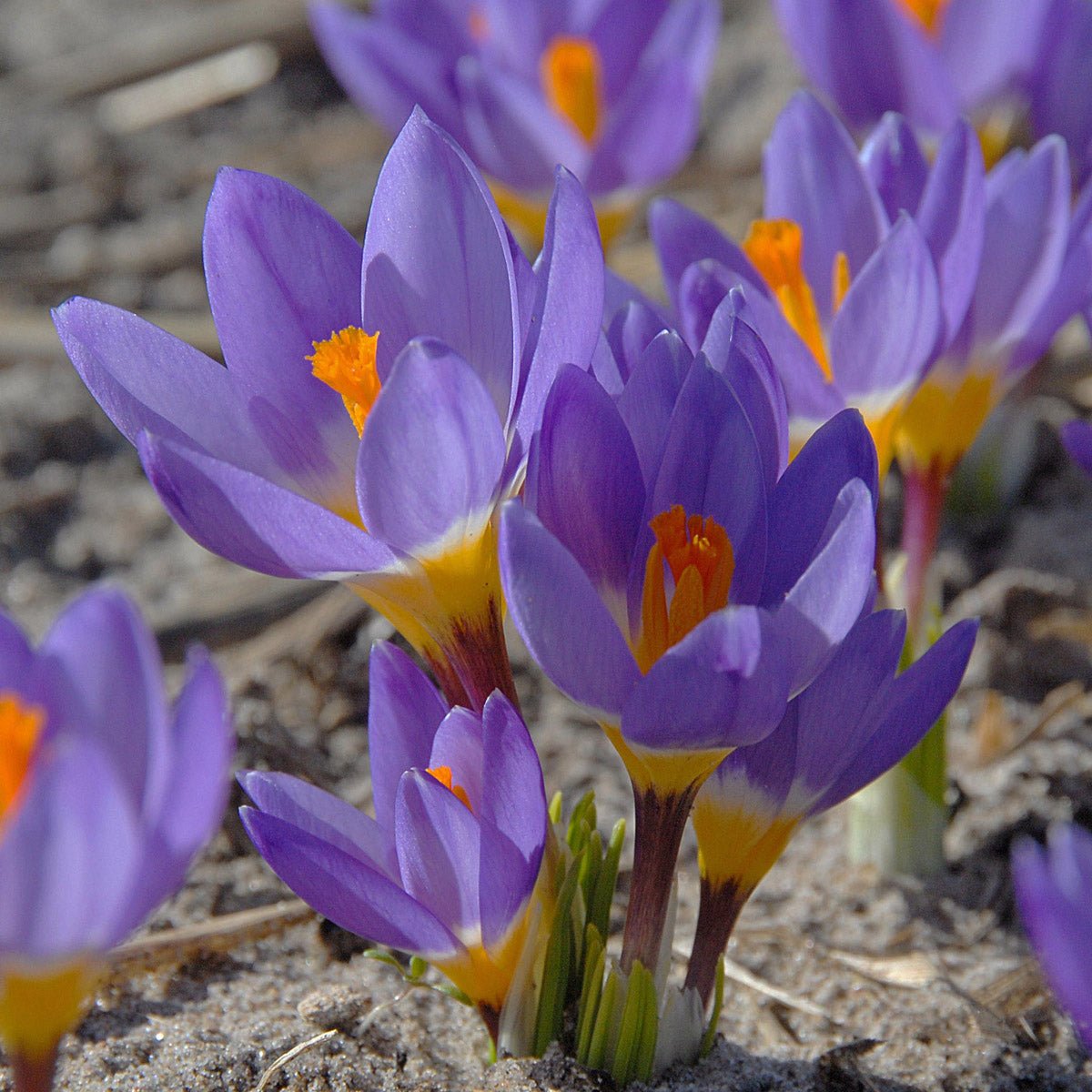 Crocus sieberi sublimis Tricolor - Crocuses - Fluwel