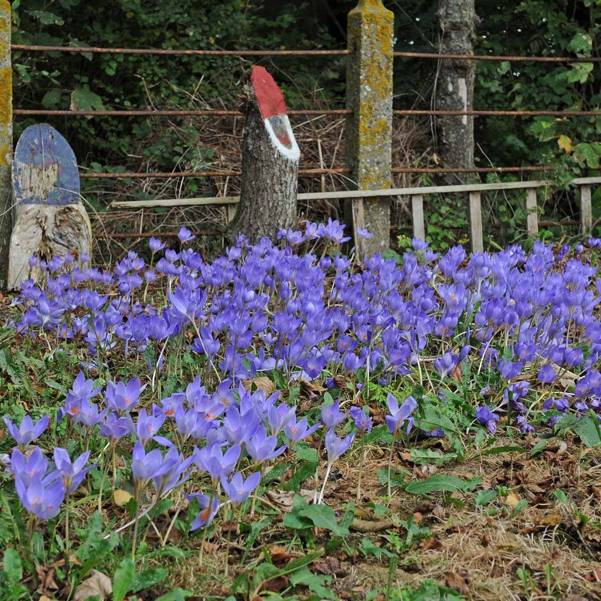 Crocus speciosus - Crocuses - Fluwel