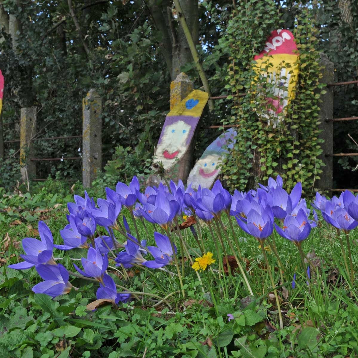 Crocus speciosus - Crocuses - Fluwel