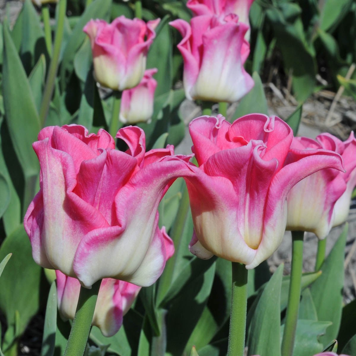Crown of Dynasty - Tulips - Fluwel