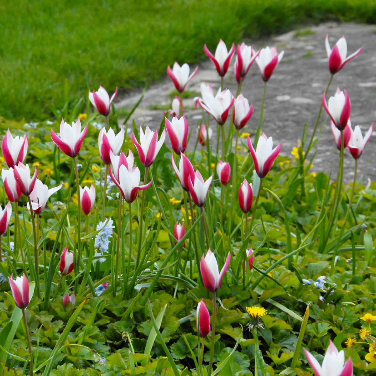Clusiana Peppermintstick