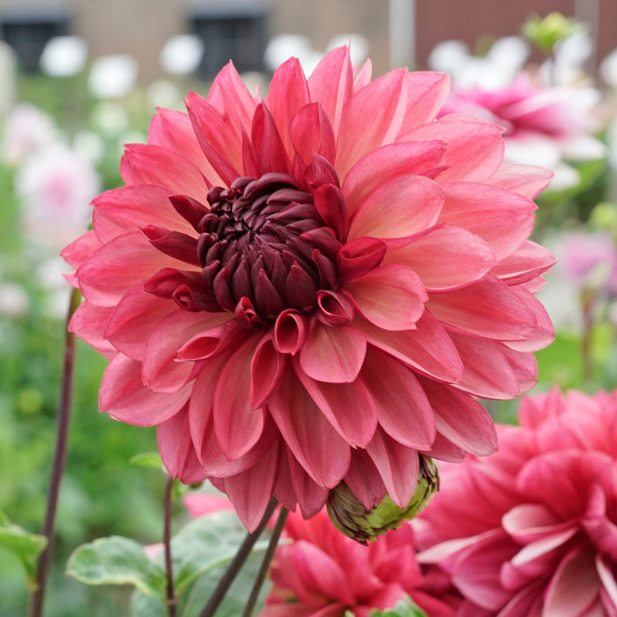 Dahlia Bacardi - Dahlias - Fluwel
