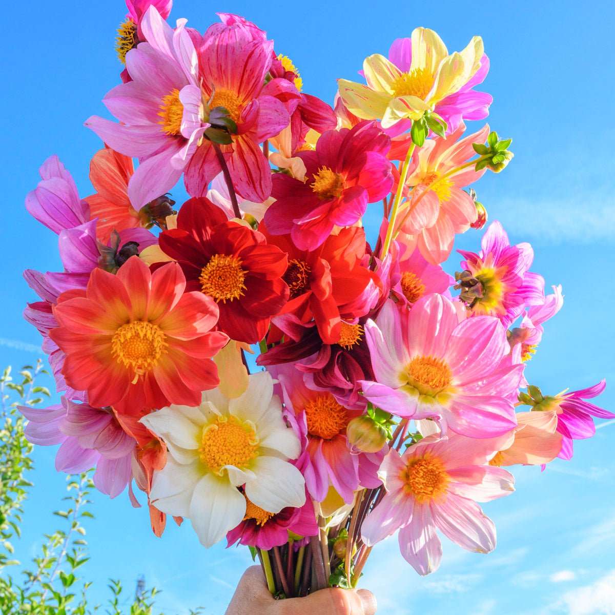 Dahlia Bee Friendly mixture - Dahlias - Fluwel