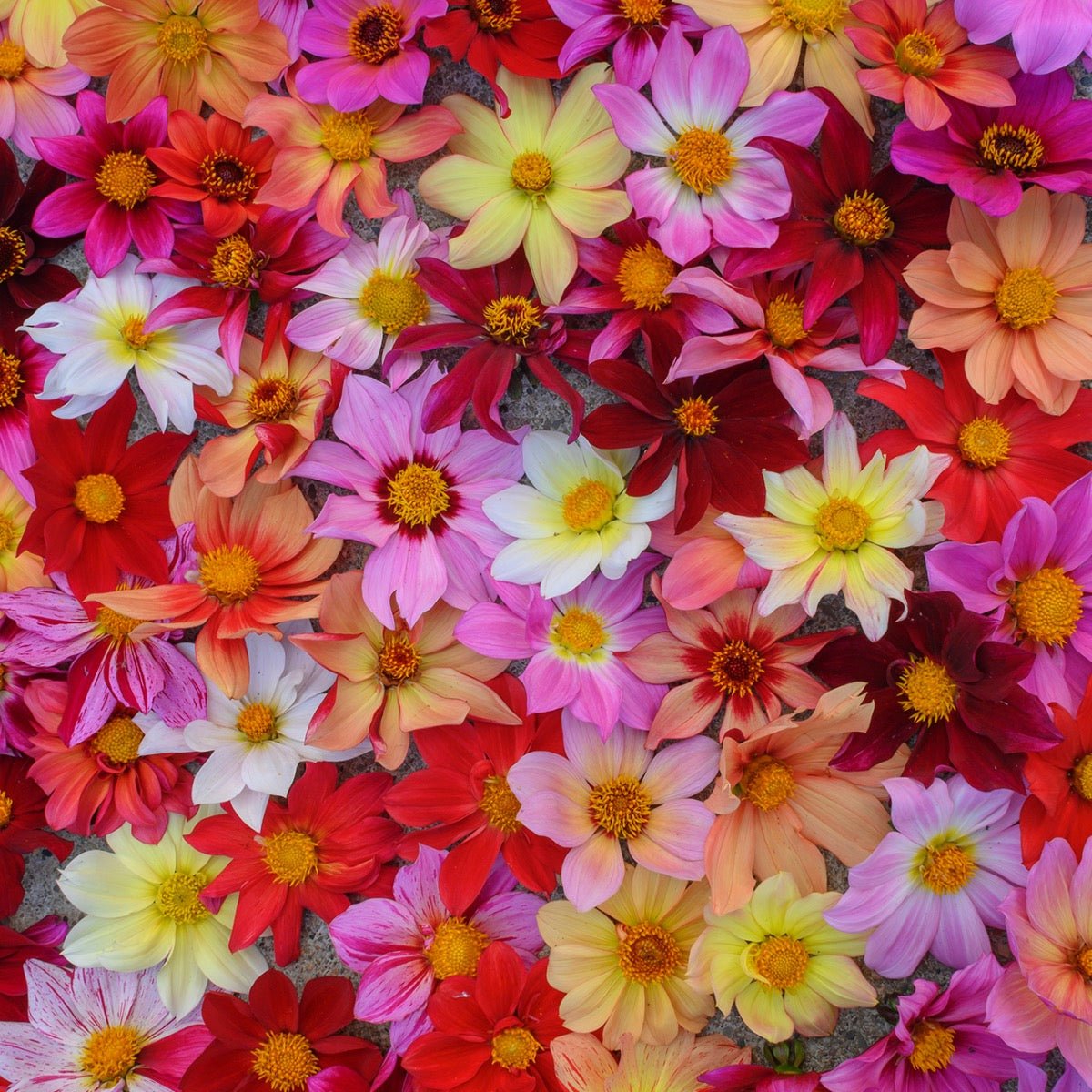 Dahlia Bee Friendly mixture - Dahlias - Fluwel