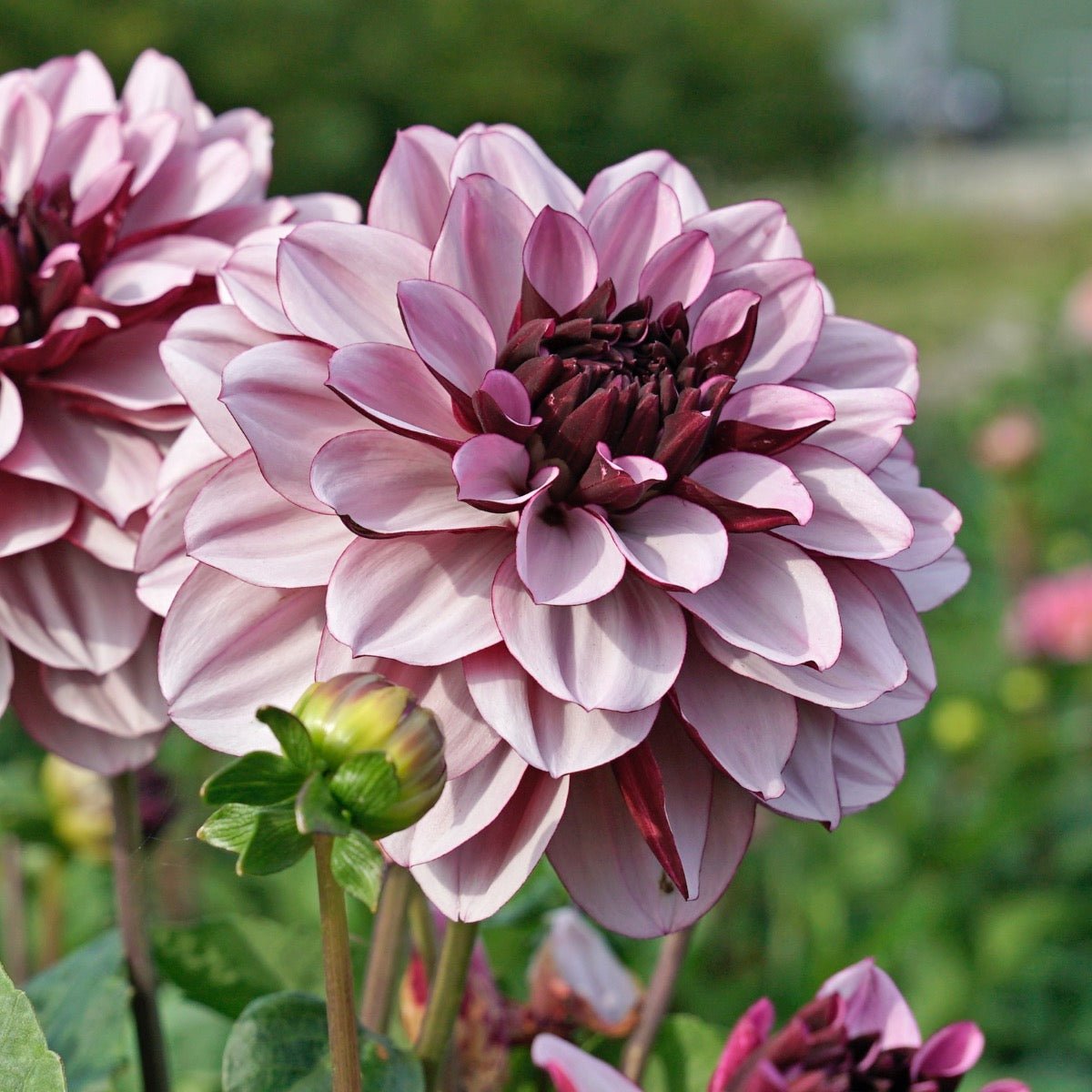 Dahlia Crême de Cassis - Dahlias - Fluwel