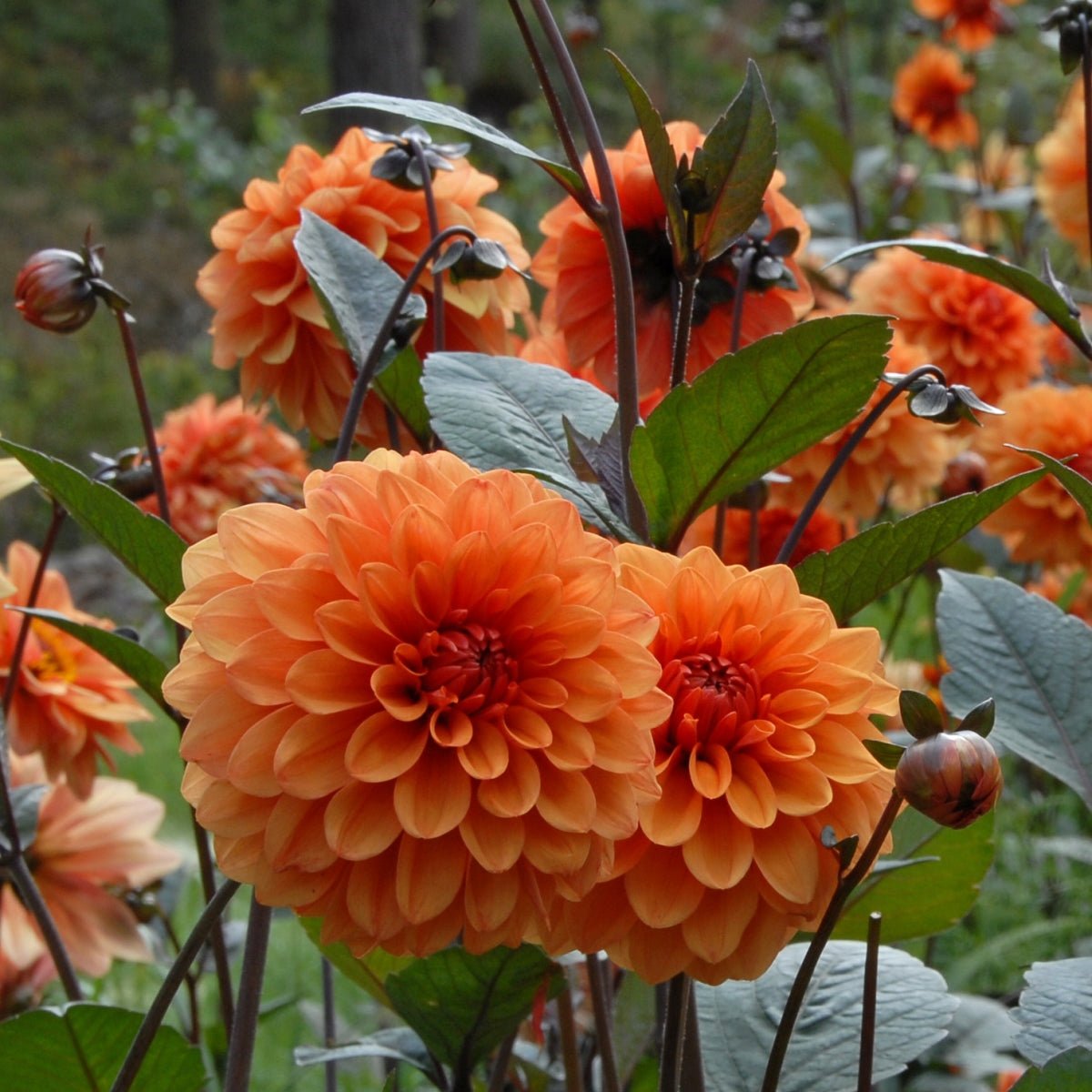 Dahlia David Howard - Dahlias - Fluwel
